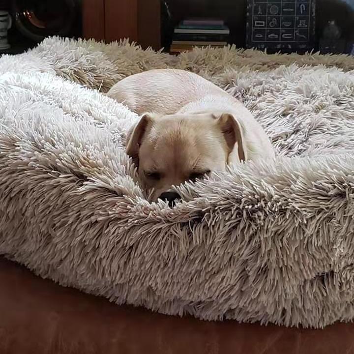 Amazingly Comfortable Dog Bed